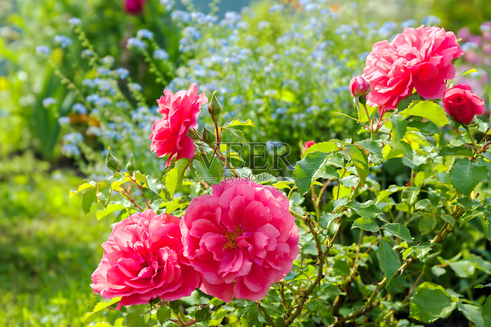 花的蓝色勿忘我，粉红色的玫瑰盛开在花园的花坛上照片摄影图片