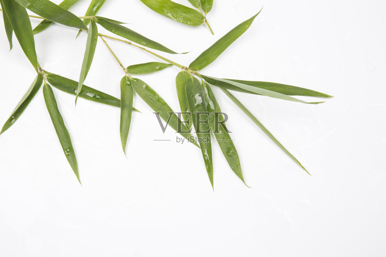 新鲜的竹叶和水滴在白色的背景。照片摄影图片