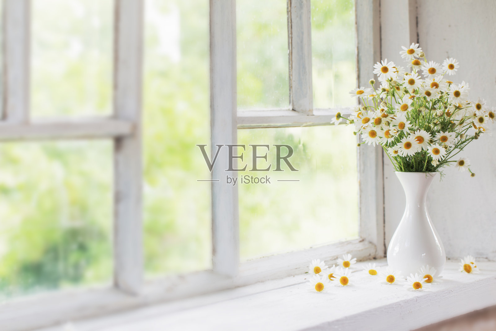 窗台花瓶里的洋甘菊照片摄影图片