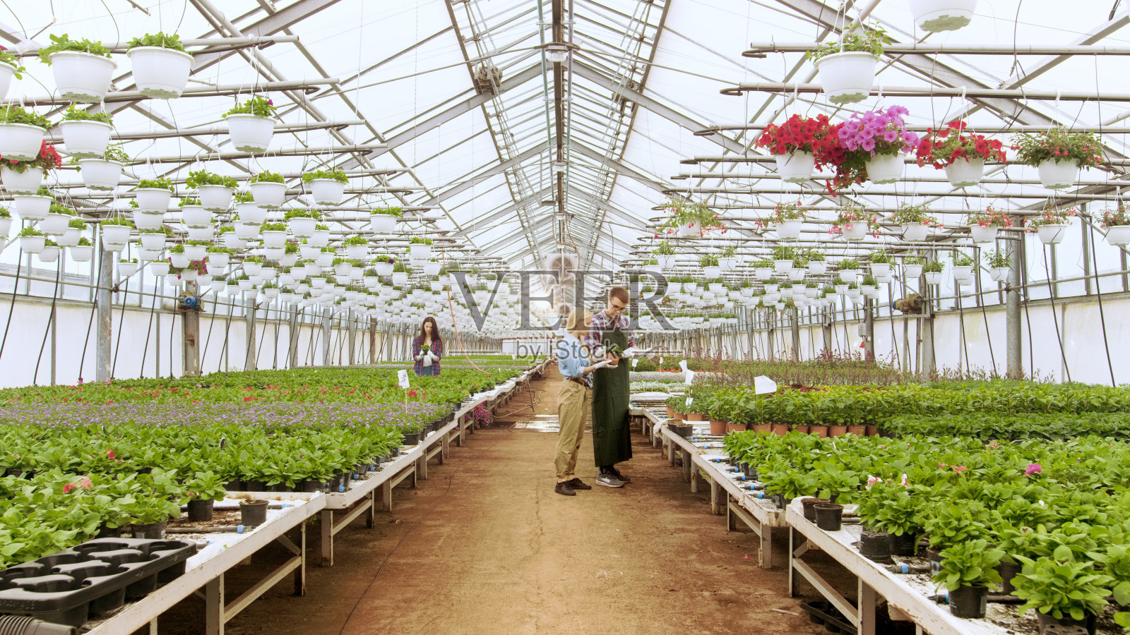 在阳光工业温室中，农业工程师和园丁用平板电脑检测花卉和分析数据。可见成排的稀有和商业上可行的植物。照片摄影图片