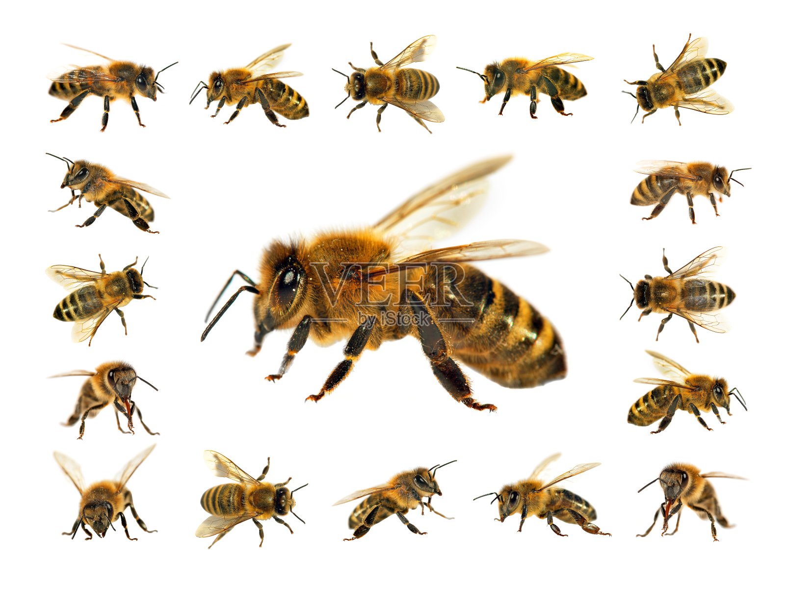 一群蜜蜂或白色背景上的蜜蜂，称为蜜蜂照片摄影图片
