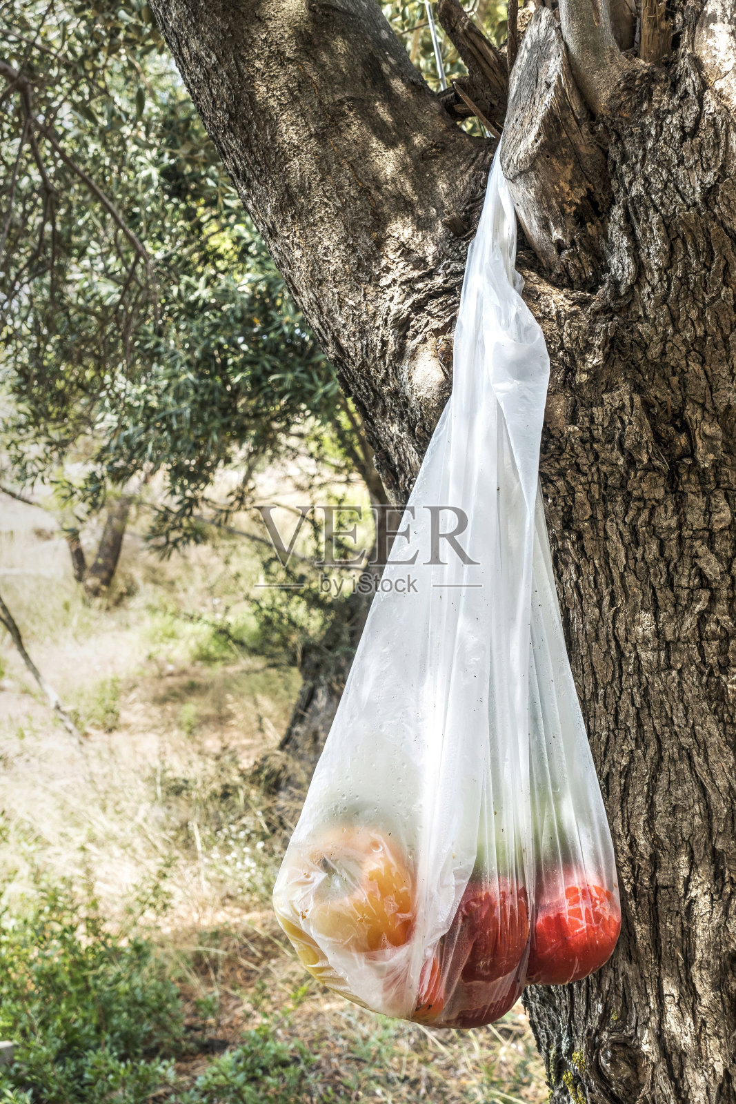 水果和蔬菜在尼龙袋挂伯乐在希腊照片摄影图片