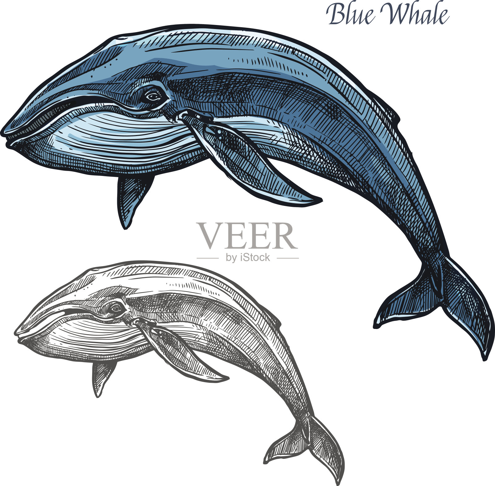 蓝鲸孤立草图海洋动物设计设计元素图片