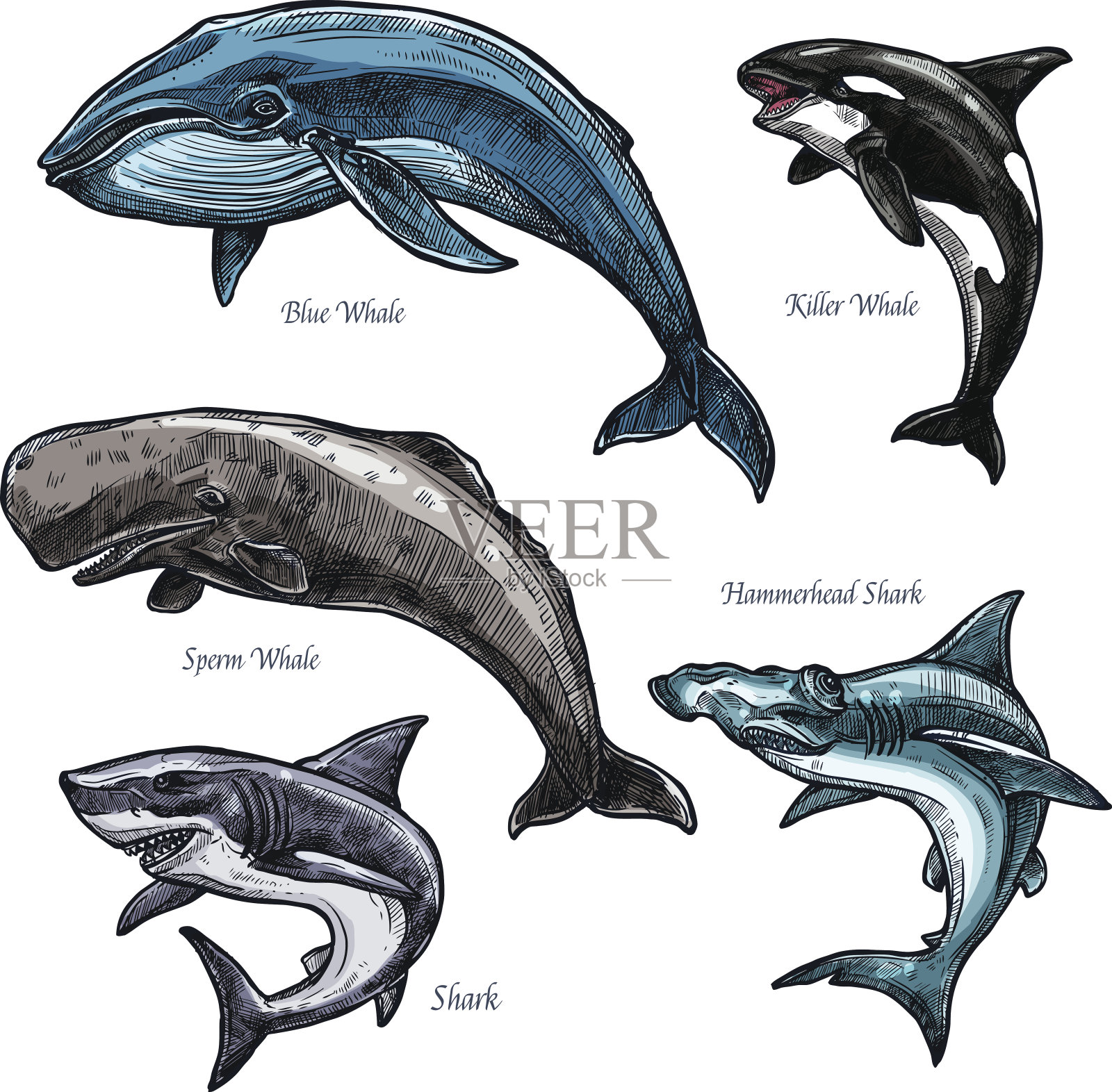 巨大的海洋动物鲸鱼和鲨鱼矢量图标设置插画图片素材