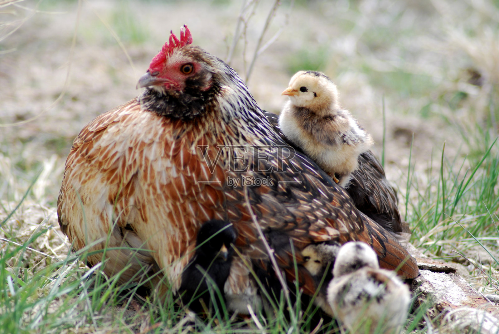 母鸡和她的小鸡。照片摄影图片