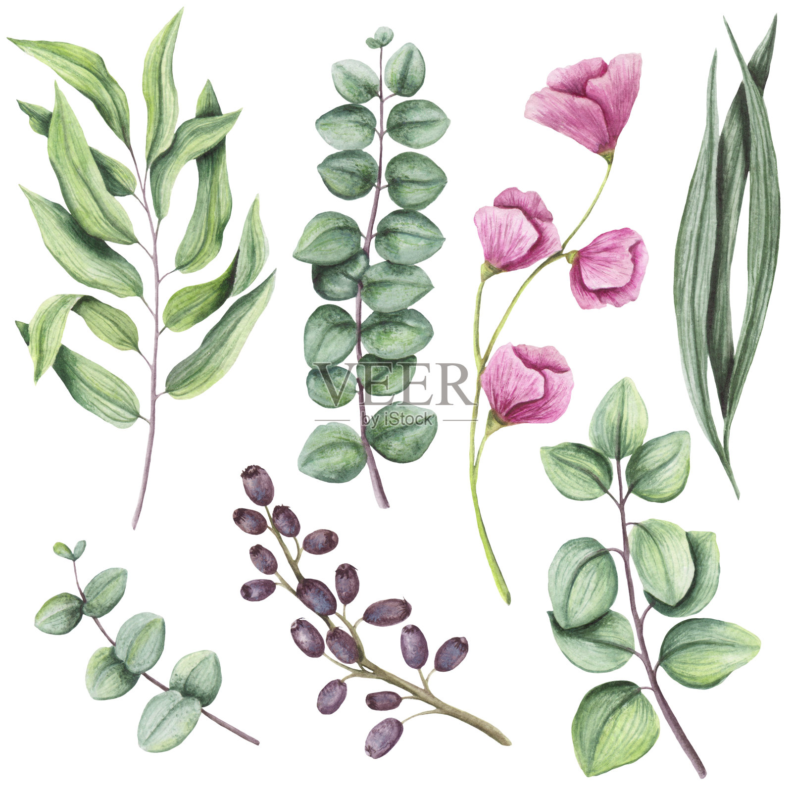 植物集水彩草本和花卉设计元素图片