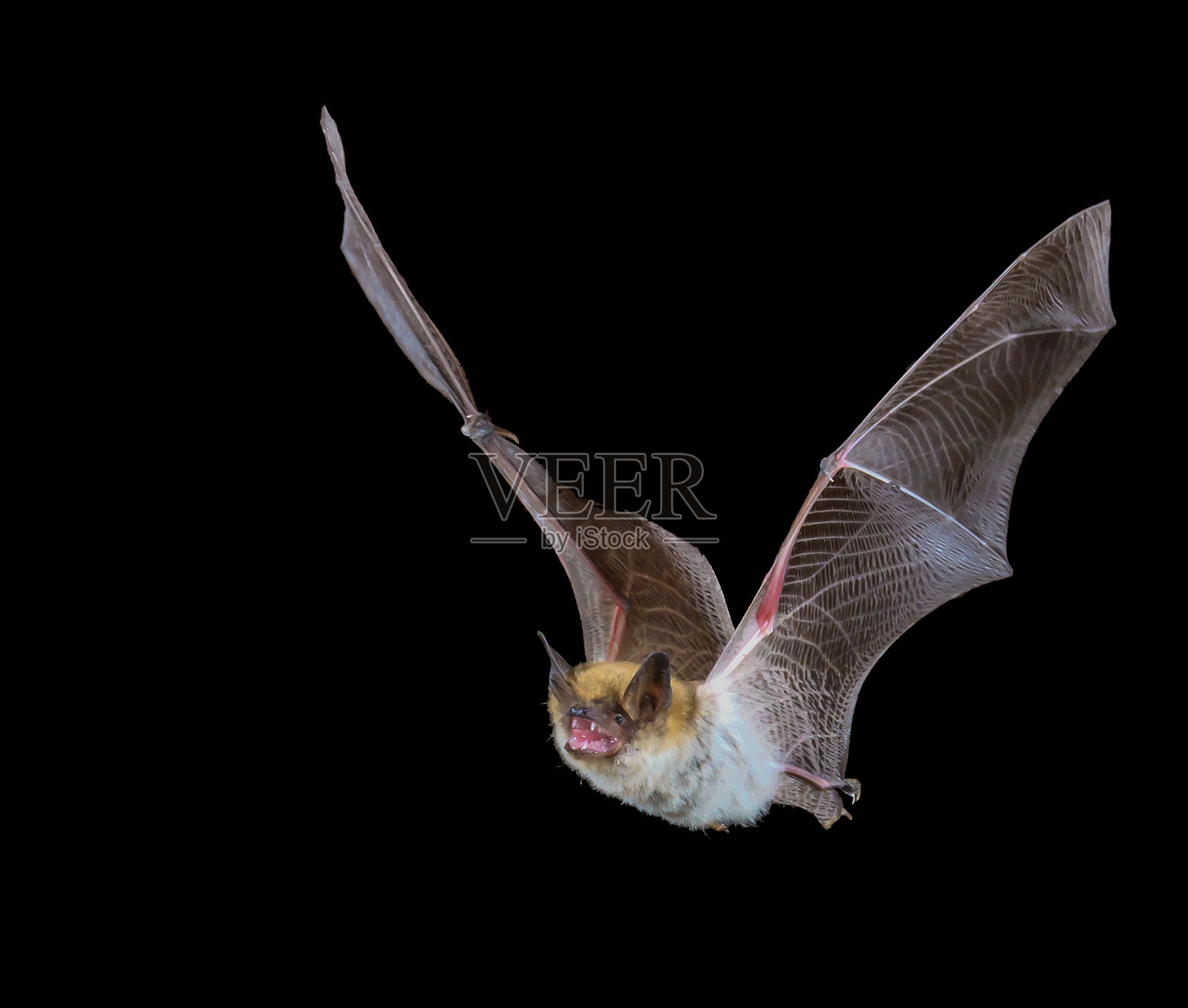 夜间飞行的蝙蝠，黑色背景照片摄影图片