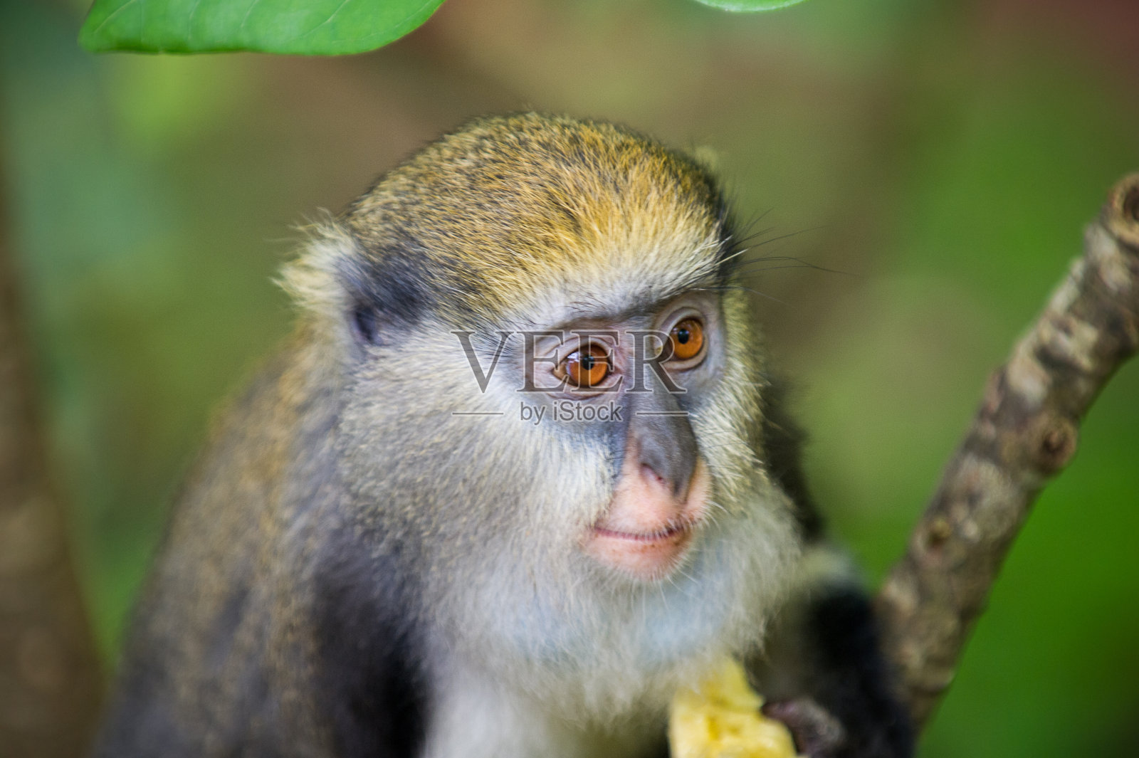 在加纳，一只小猴子(Cercopithecus mona)正在吃香蕉照片摄影图片