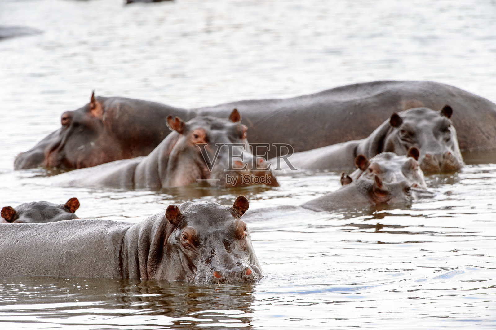 在莫雷米野生动物保护区(奥卡万戈河三角洲)，博茨瓦纳国家公园，水中可怕的河马照片摄影图片