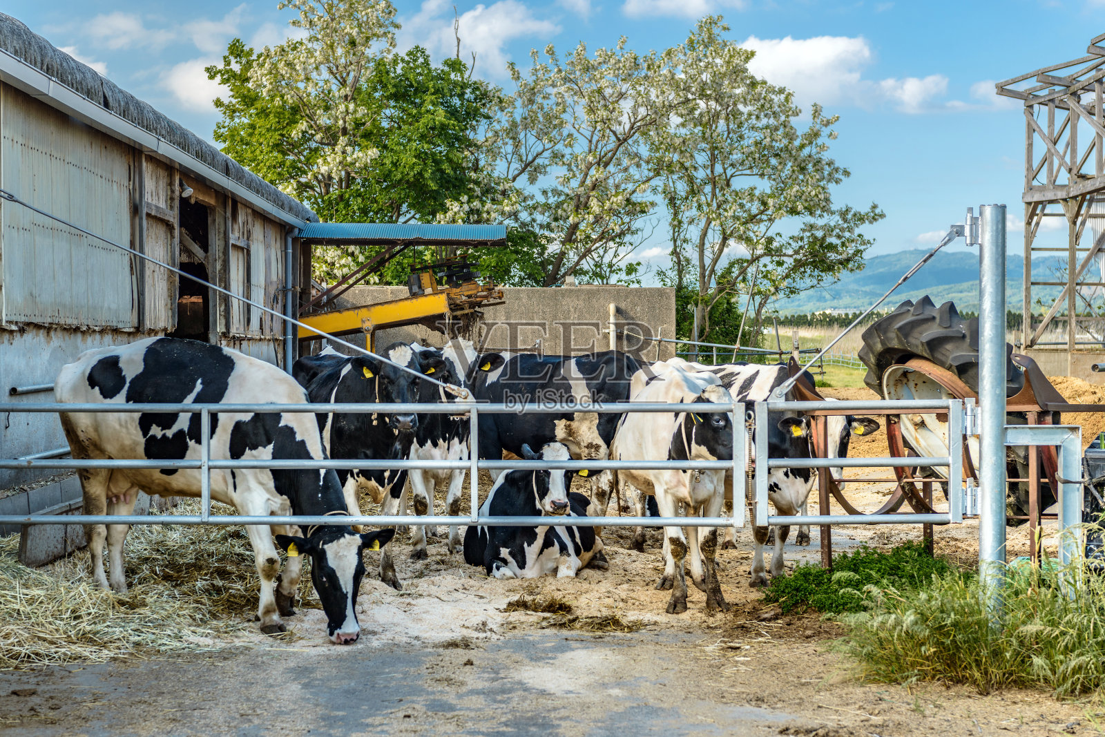 牛棚里的奶牛照片摄影图片