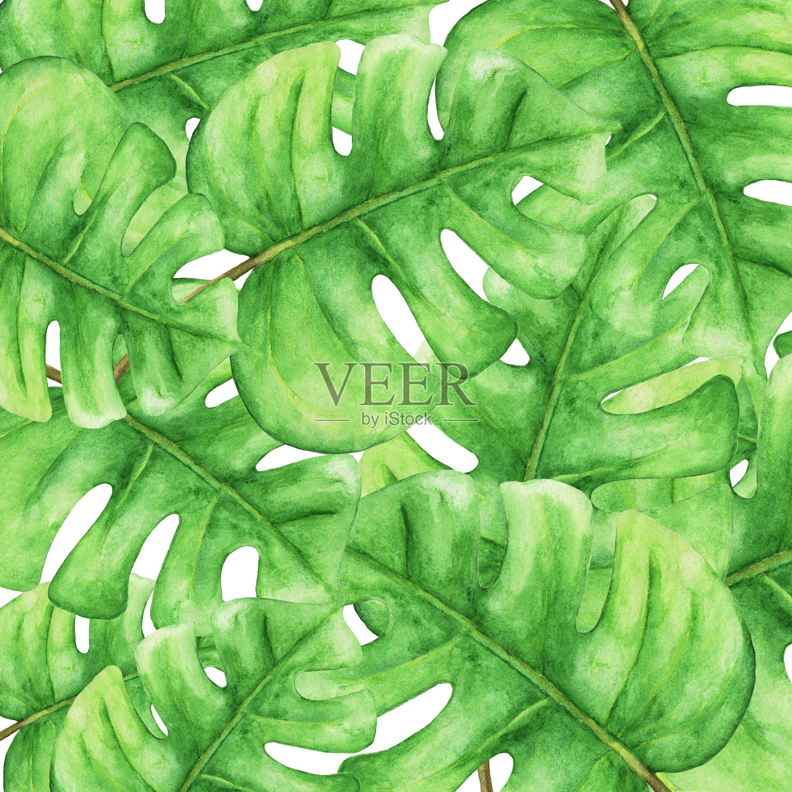 热带的绿色怪兽叶，热带植物。花卉图案的背景。手绘水彩插图，植物自然壁纸插画图片素材