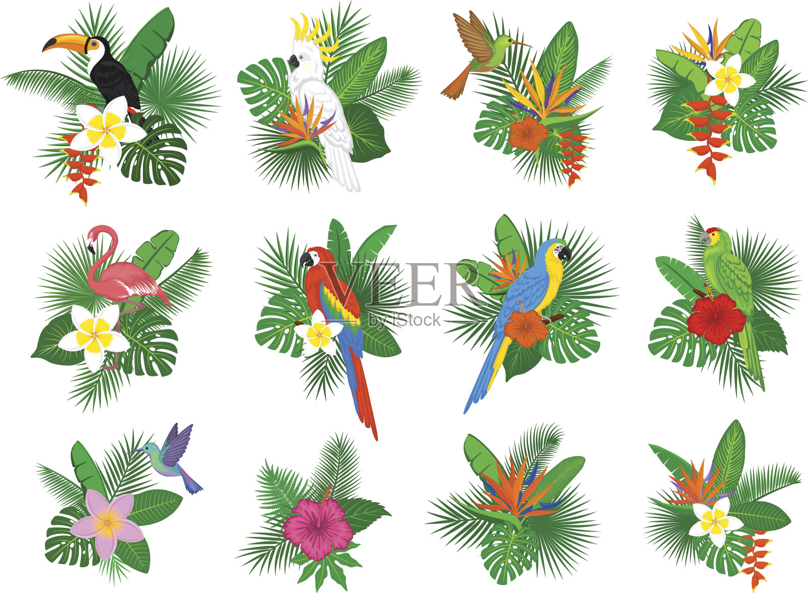 热带植物与火烈鸟、鹦鹉、巨嘴鸟、蜂鸟、木槿、木犀草、鸡蛋花、螺旋花排列设计元素图片