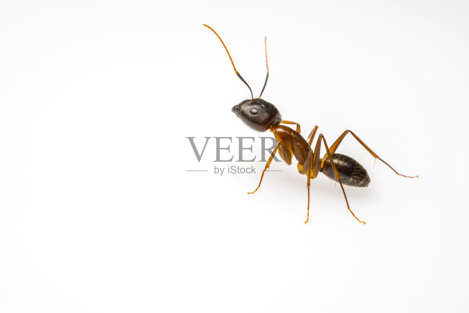 蚂蚁孤立在白色背景上照片摄影图片
