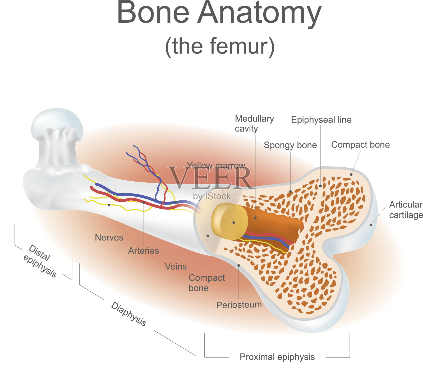 骨骼解剖插画图片素材