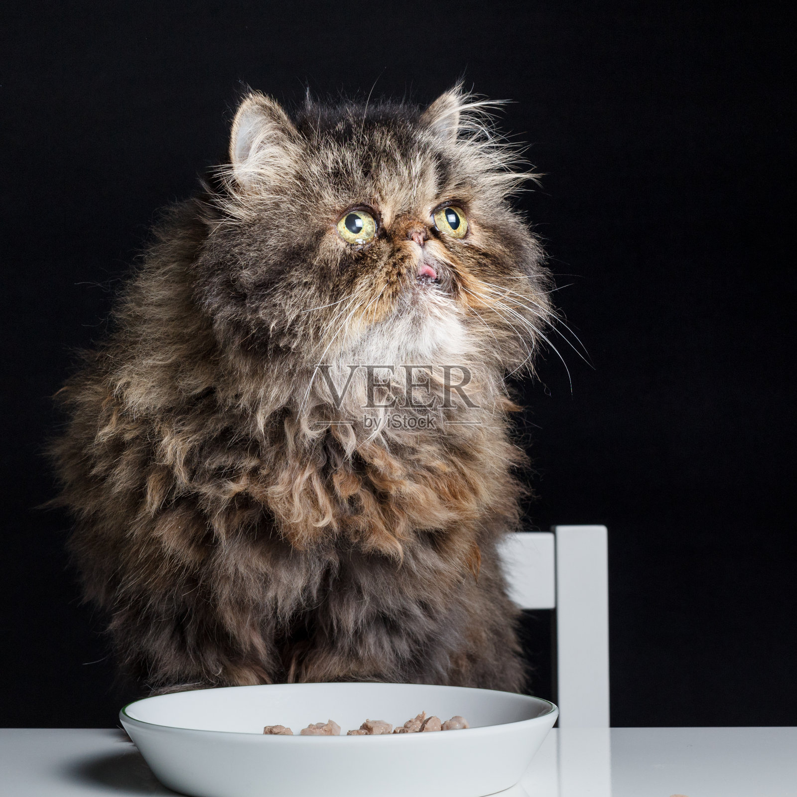 灰色的波斯猫在餐桌边吃饭照片摄影图片