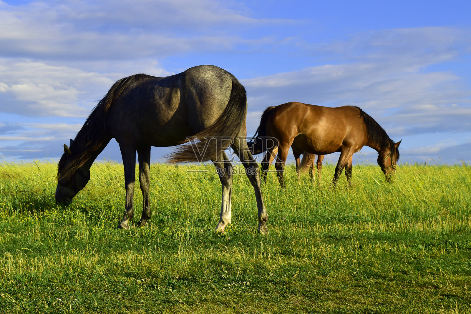 灰色和棕色的马在绿色的田野上吃绿色的草照片摄影图片