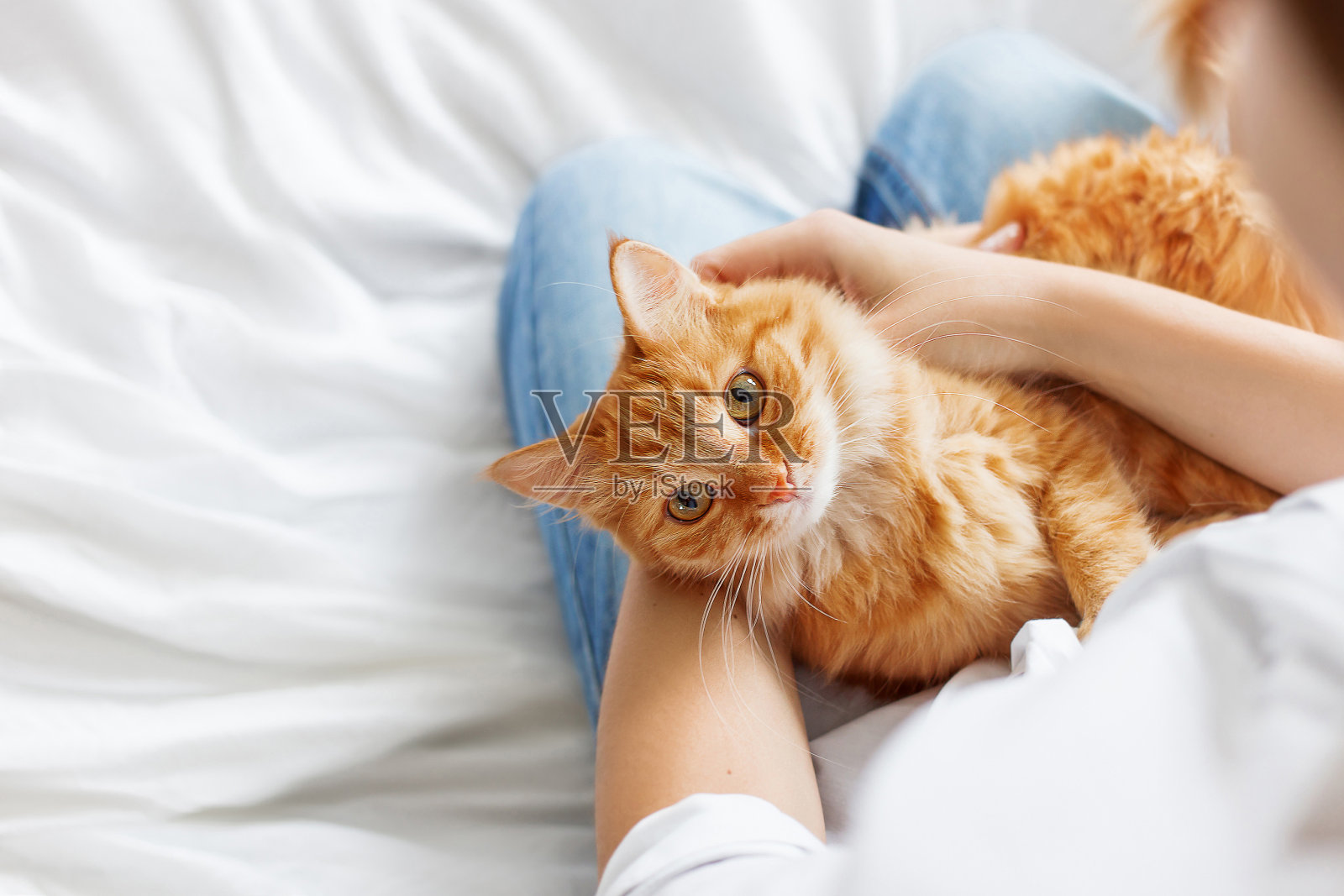 可爱的姜黄色猫躺在女人的手上。这只毛茸茸的宠物舒服地安顿下来睡觉或玩耍。可爱舒适的背景与地方的文字。早上在家的就寝时间。照片摄影图片