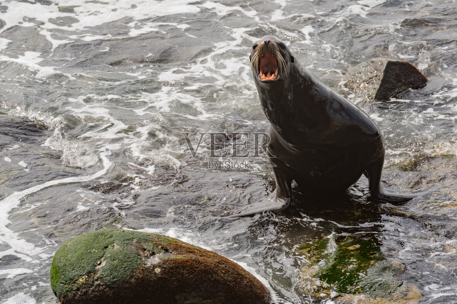 海狮在出水时吠叫照片摄影图片