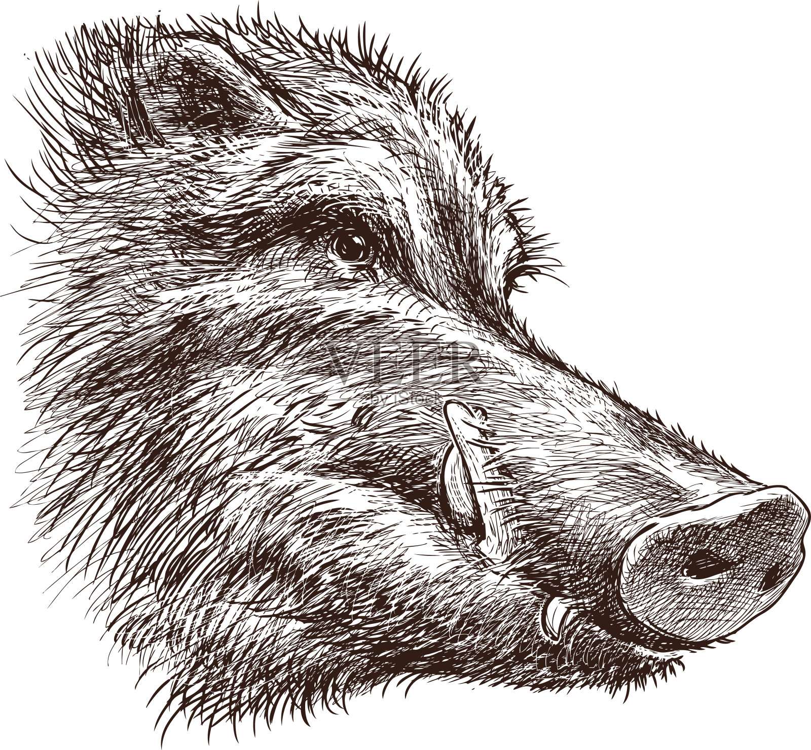 野猪的嘴插画图片素材