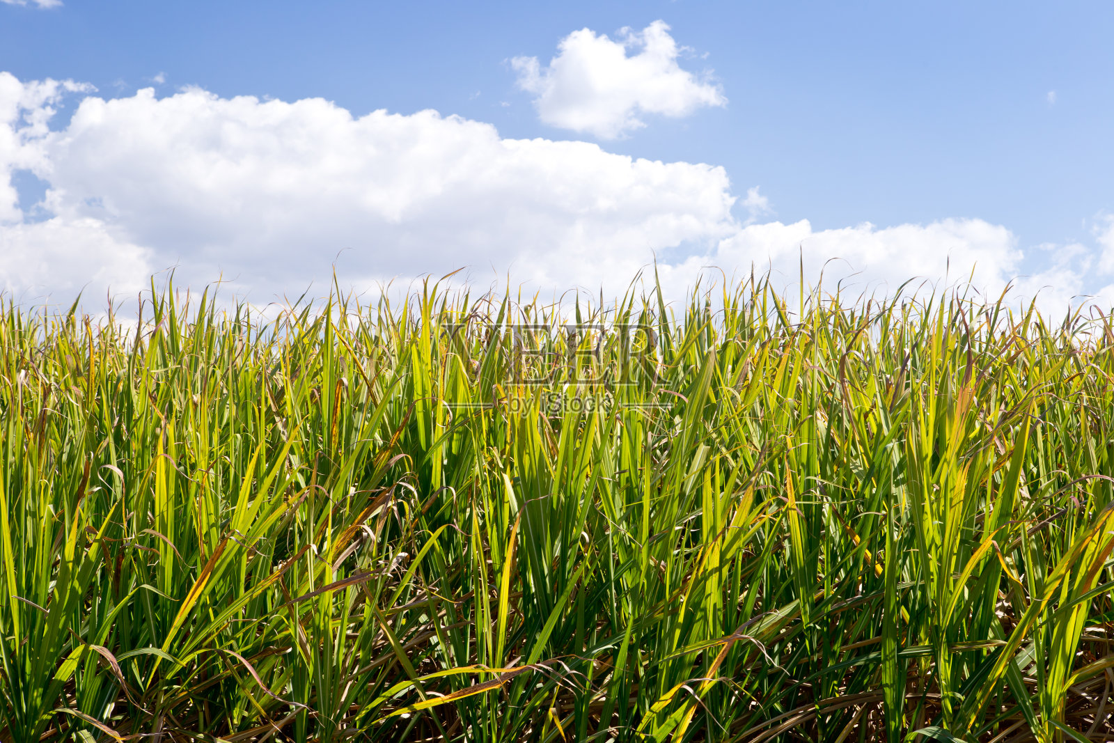 田间准备收获的甘蔗——绿油油的田野，蔚蓝的天空照片摄影图片