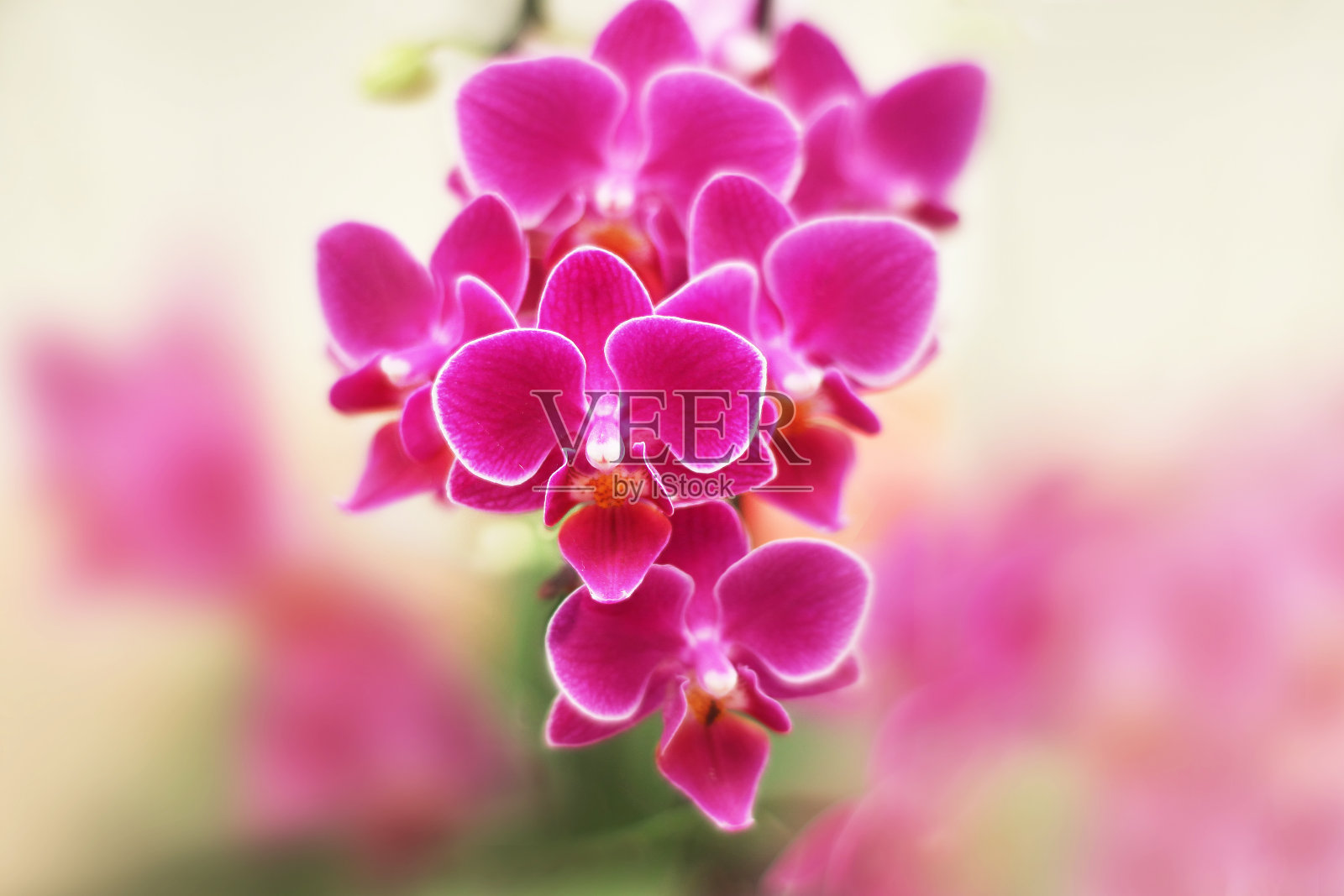粉红色蝴蝶兰花。照片摄影图片