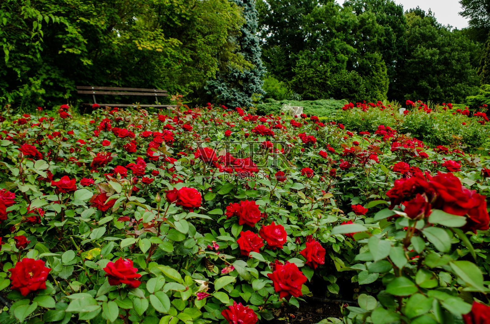 公园里的玫瑰花照片摄影图片