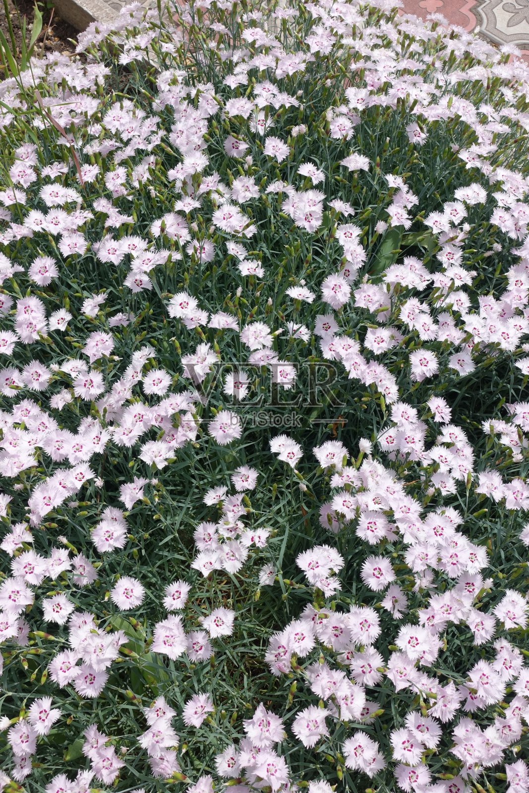 石竹属有浅粉色斑点的小花照片摄影图片