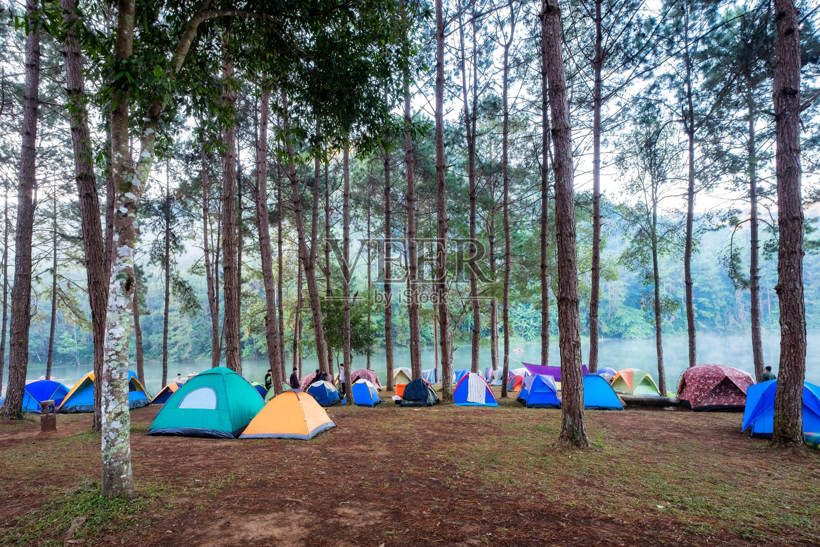 早晨，游客在水库上的松林里搭帐篷露营照片摄影图片