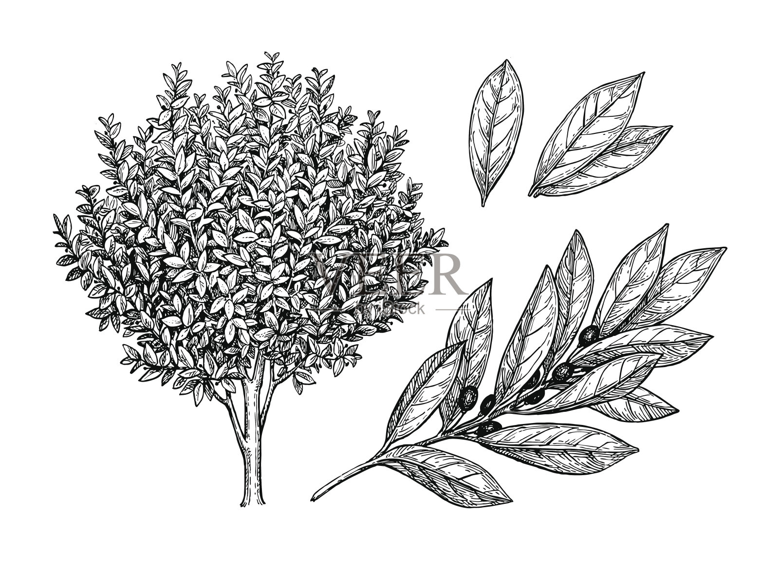 月桂树，枝繁叶茂。插画图片素材