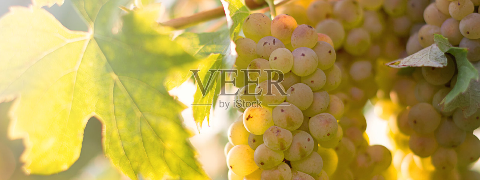葡萄园里成串的酿酒葡萄。照片摄影图片