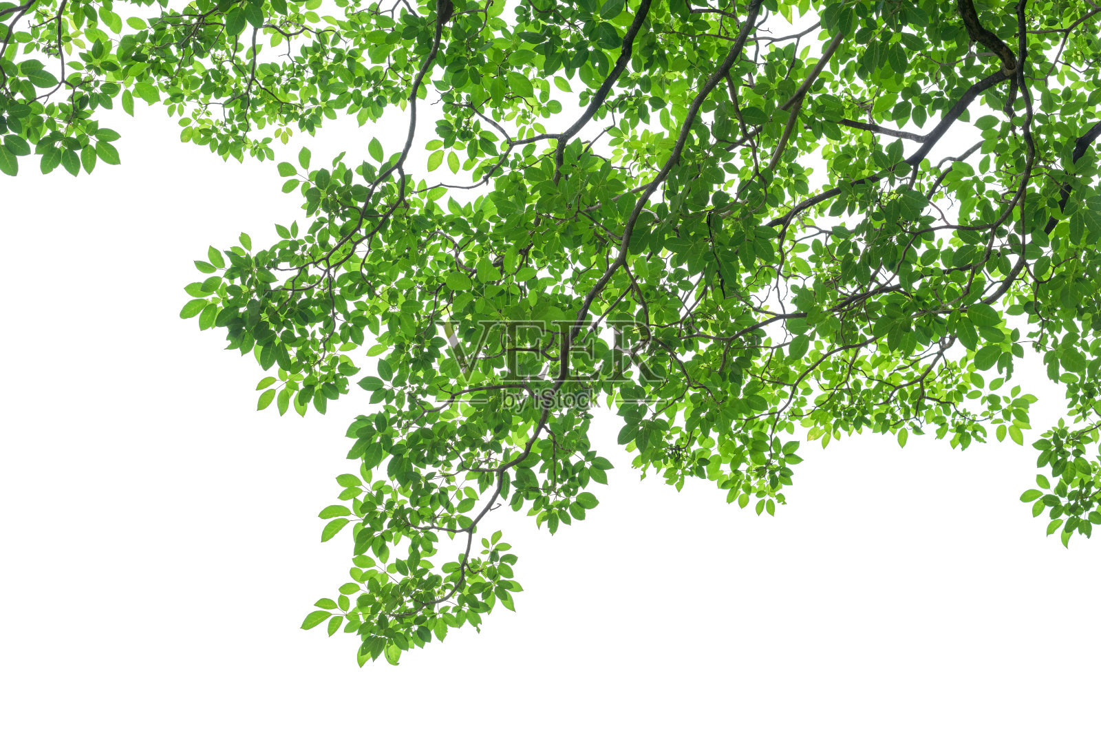 绿色的树叶和树枝孤立在白色的背景上照片摄影图片