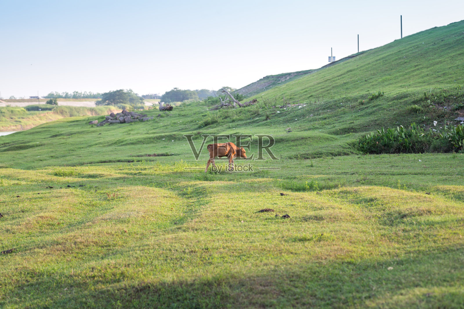 牛在草地上吃草照片摄影图片