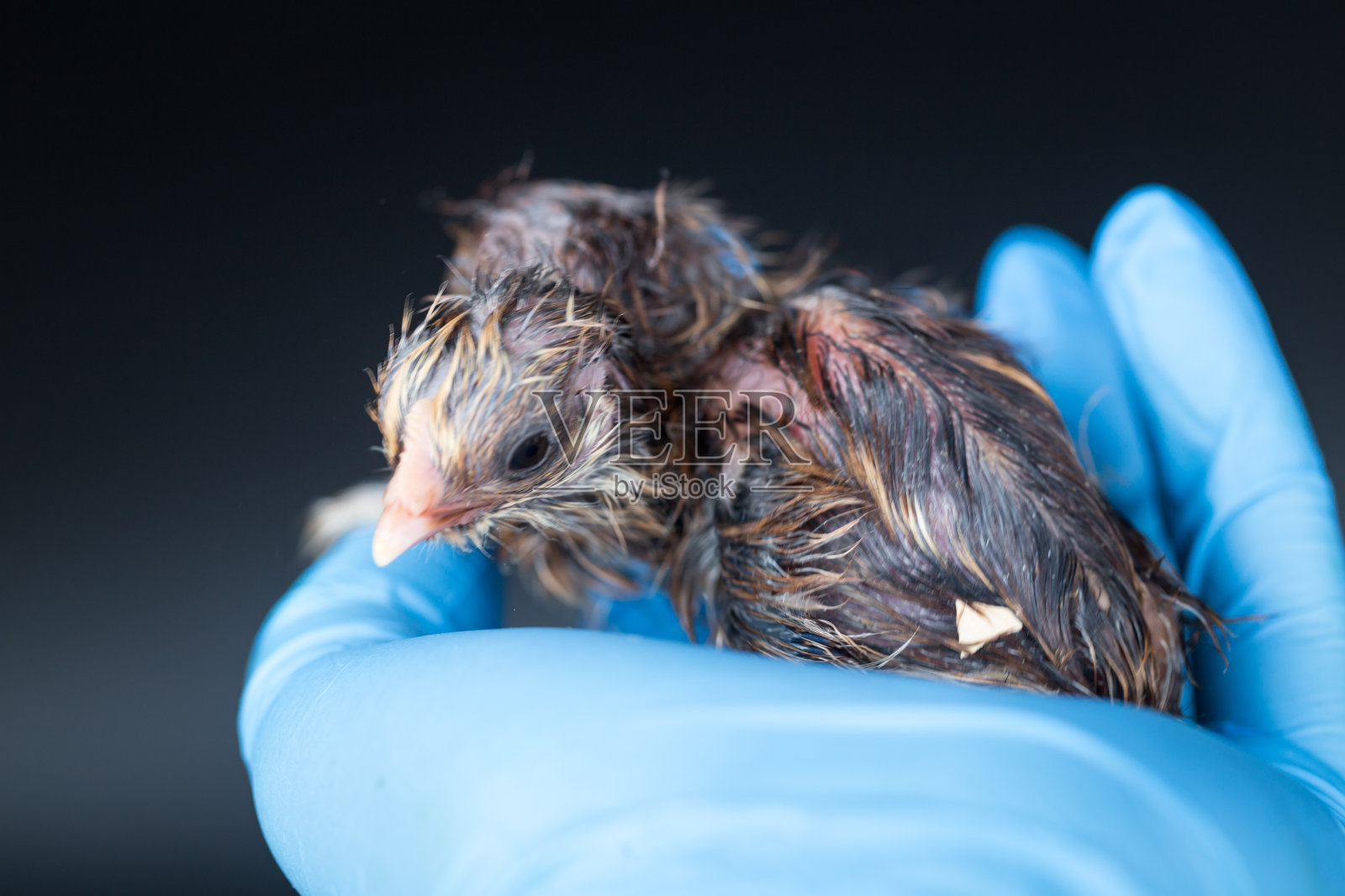 戴着蓝色手套的研究人员抱着一只刚孵出的小鸡照片摄影图片