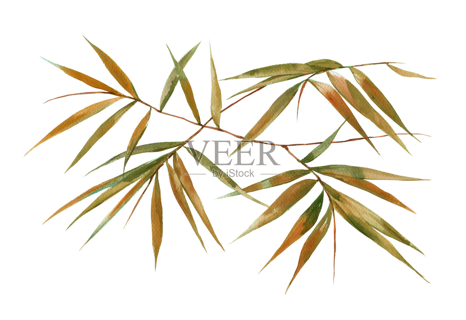 竹叶水彩插画，以白色为背景插画图片素材