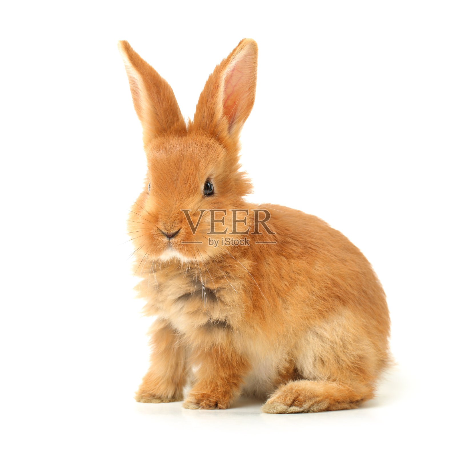 可爱的小兔子在白色的背景照片摄影图片