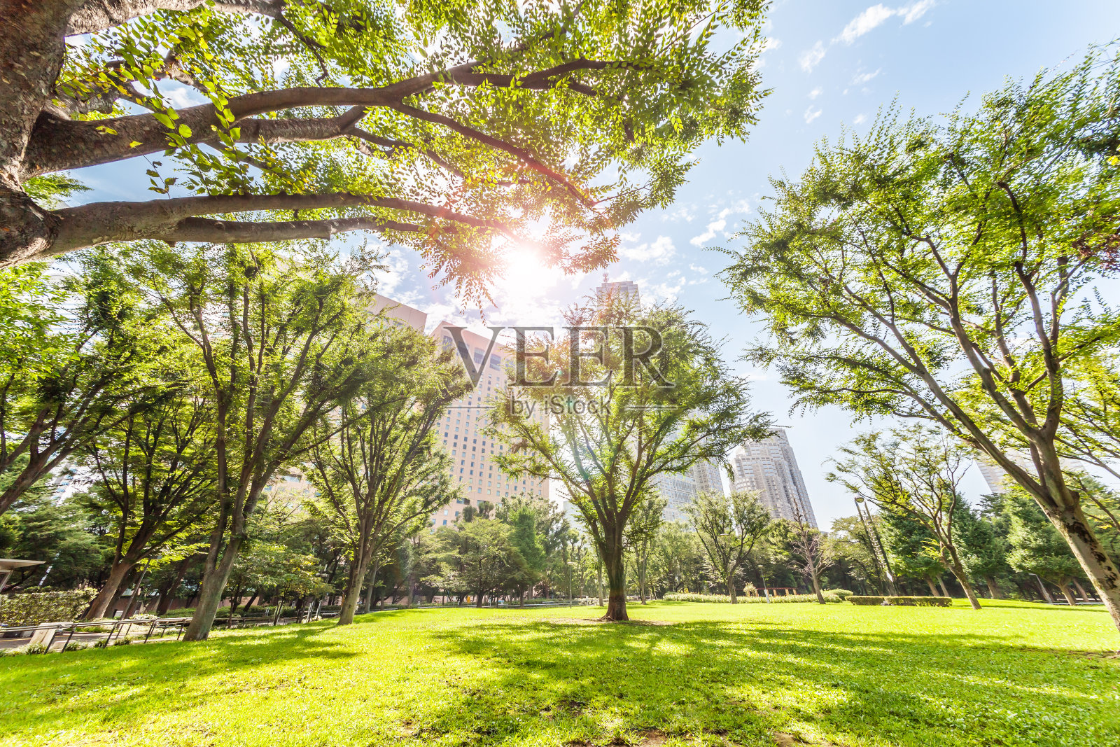 新宿中央公园，一个清爽的早晨照片摄影图片