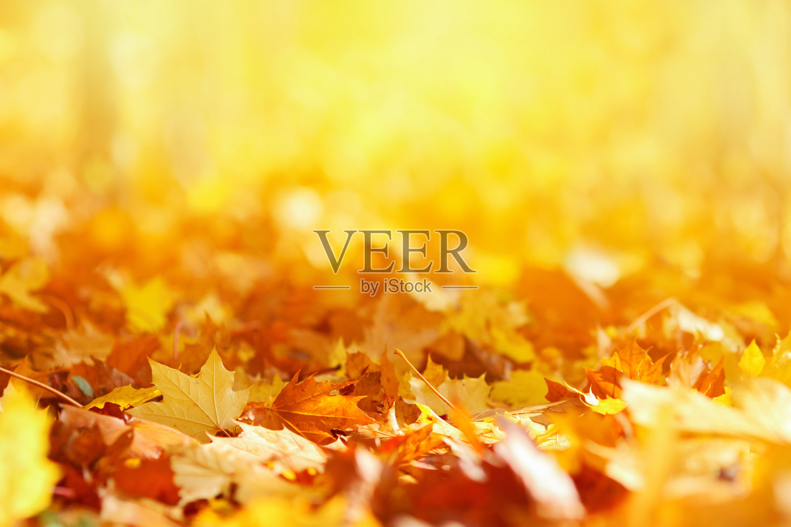 秋叶背景背景图片素材