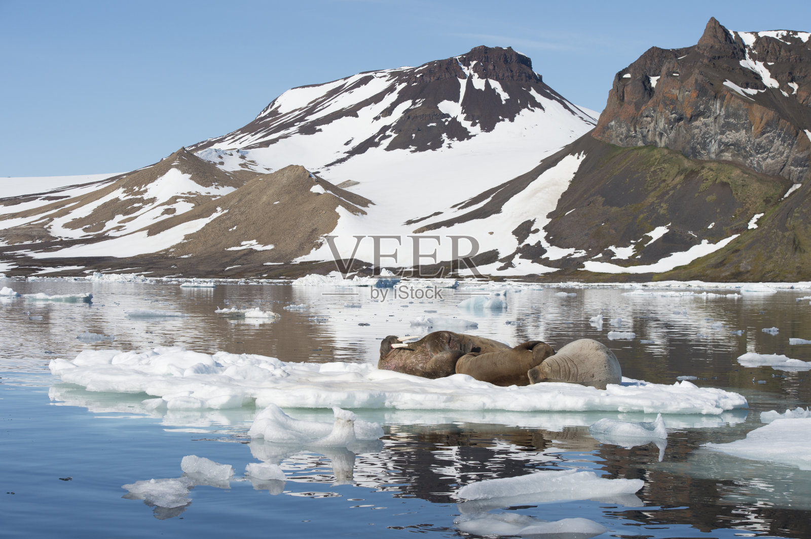 海象在冰上流动照片摄影图片