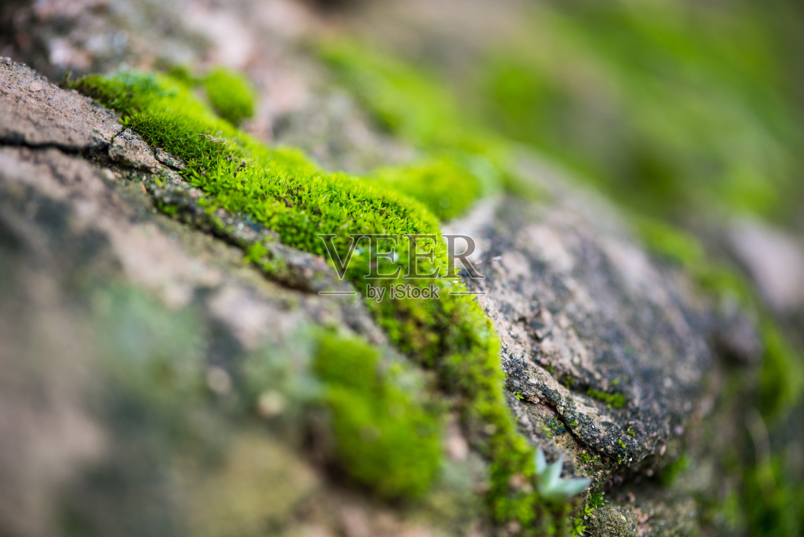 苔藓长在石头上。照片摄影图片