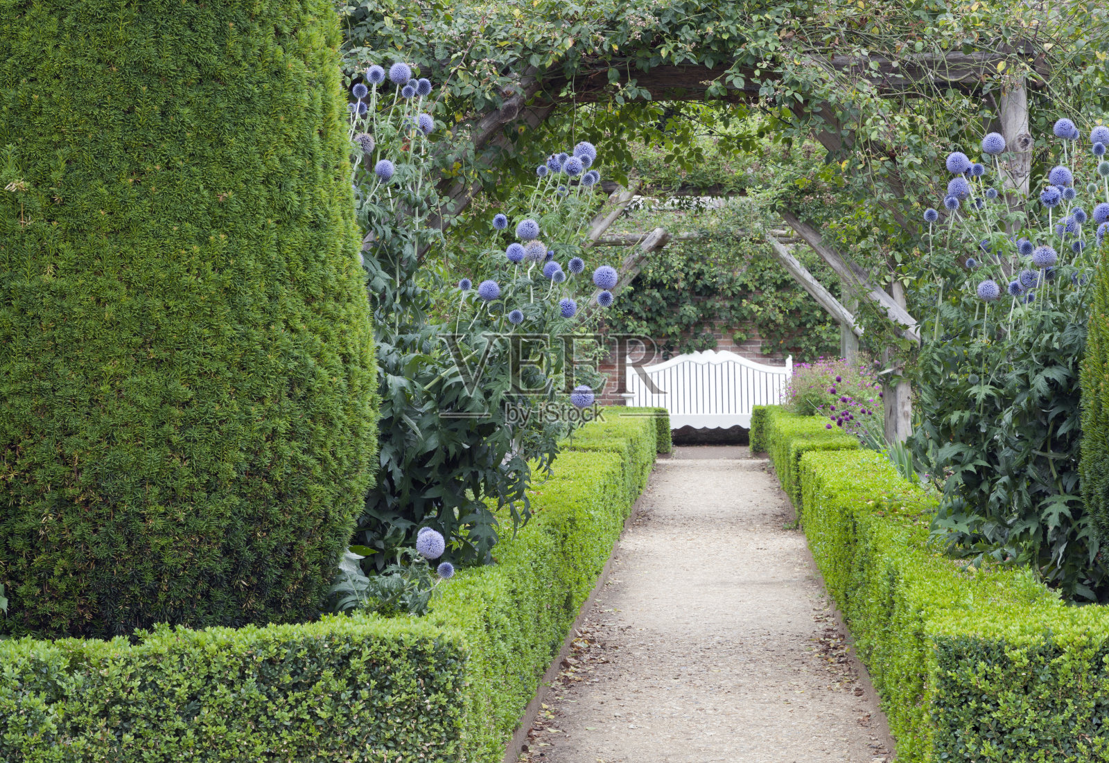 夏日花园，玫瑰拱门下有长凳和修剪过的树篱照片摄影图片