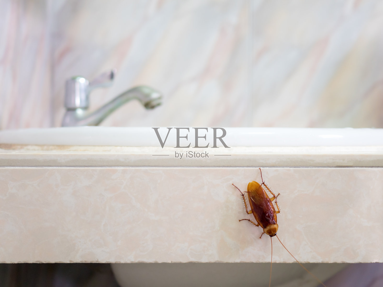厕所背景里的蟑螂照片摄影图片