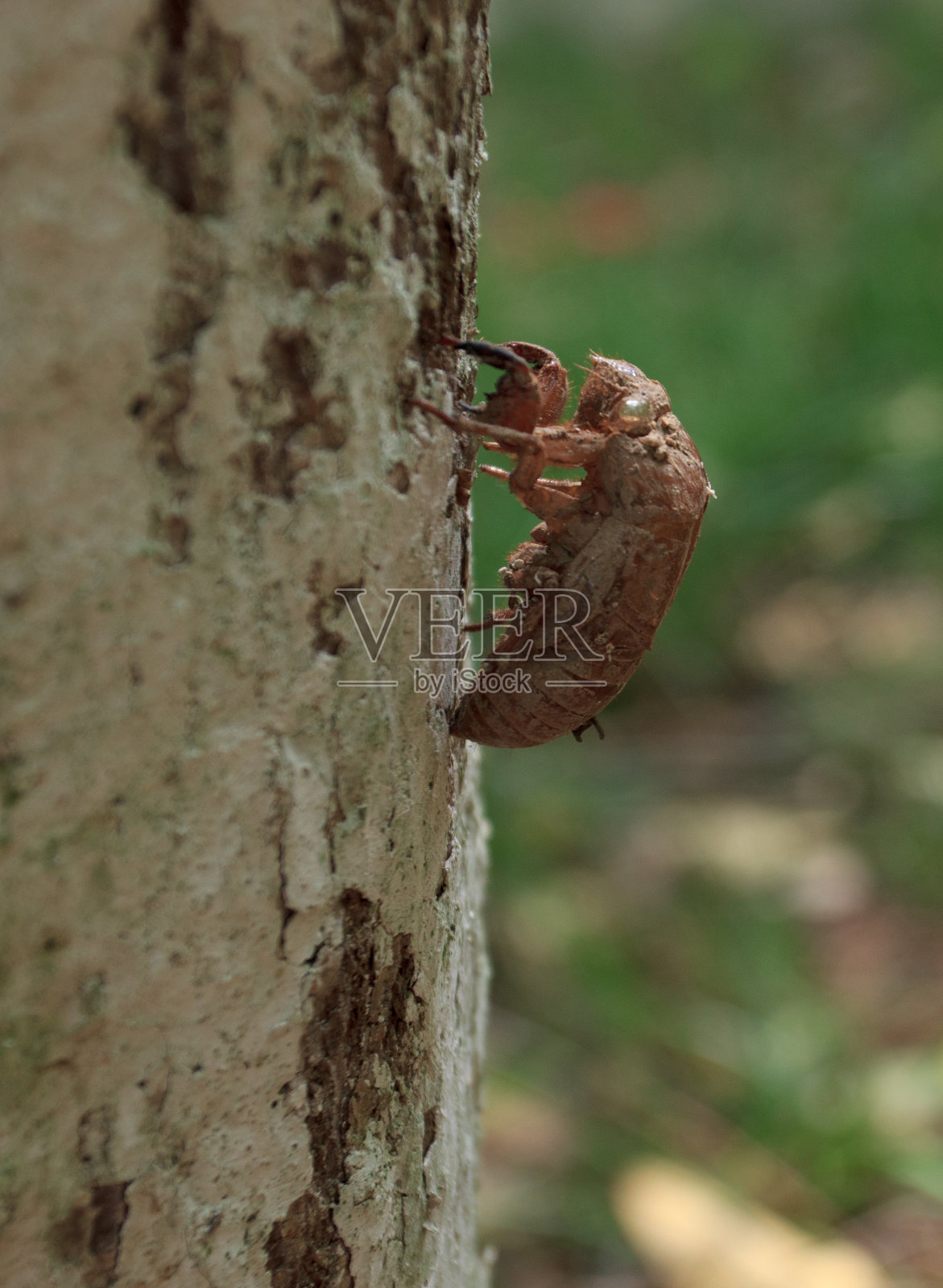 蜕树皮的蝉，外骨骼的蝉照片摄影图片