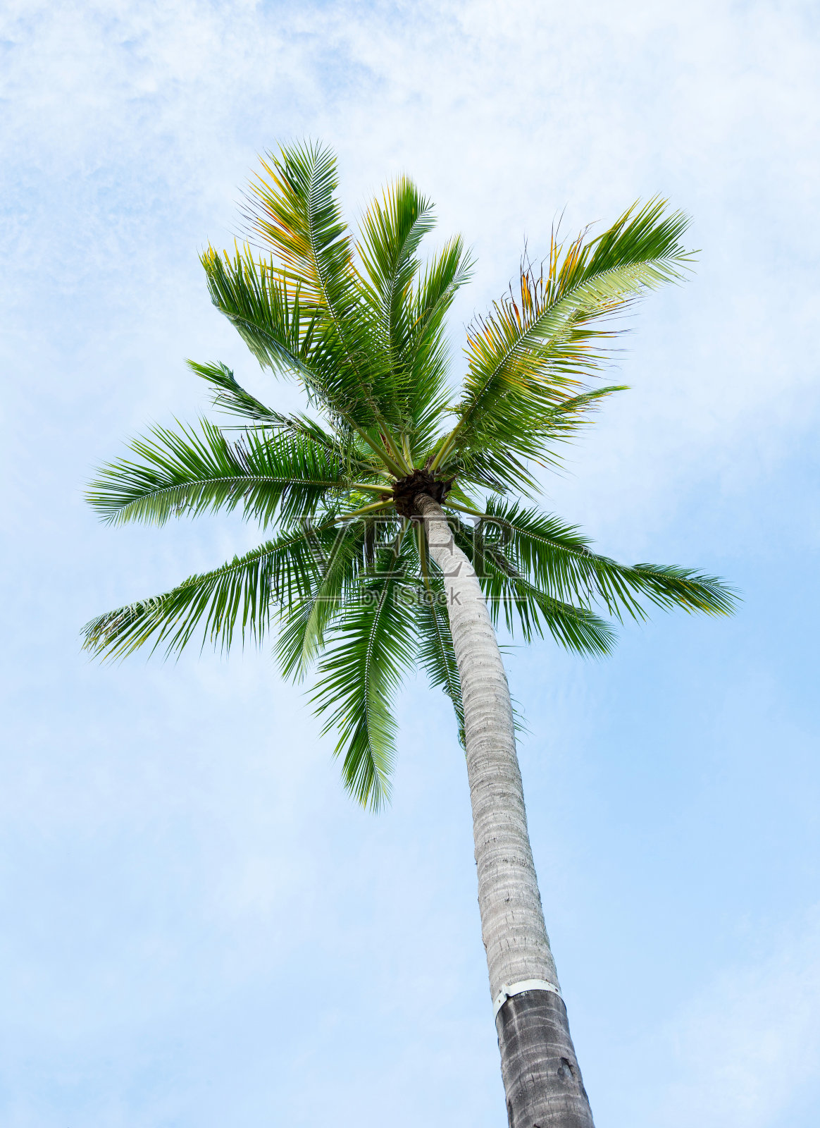 仰望天空下高大的椰子树照片摄影图片