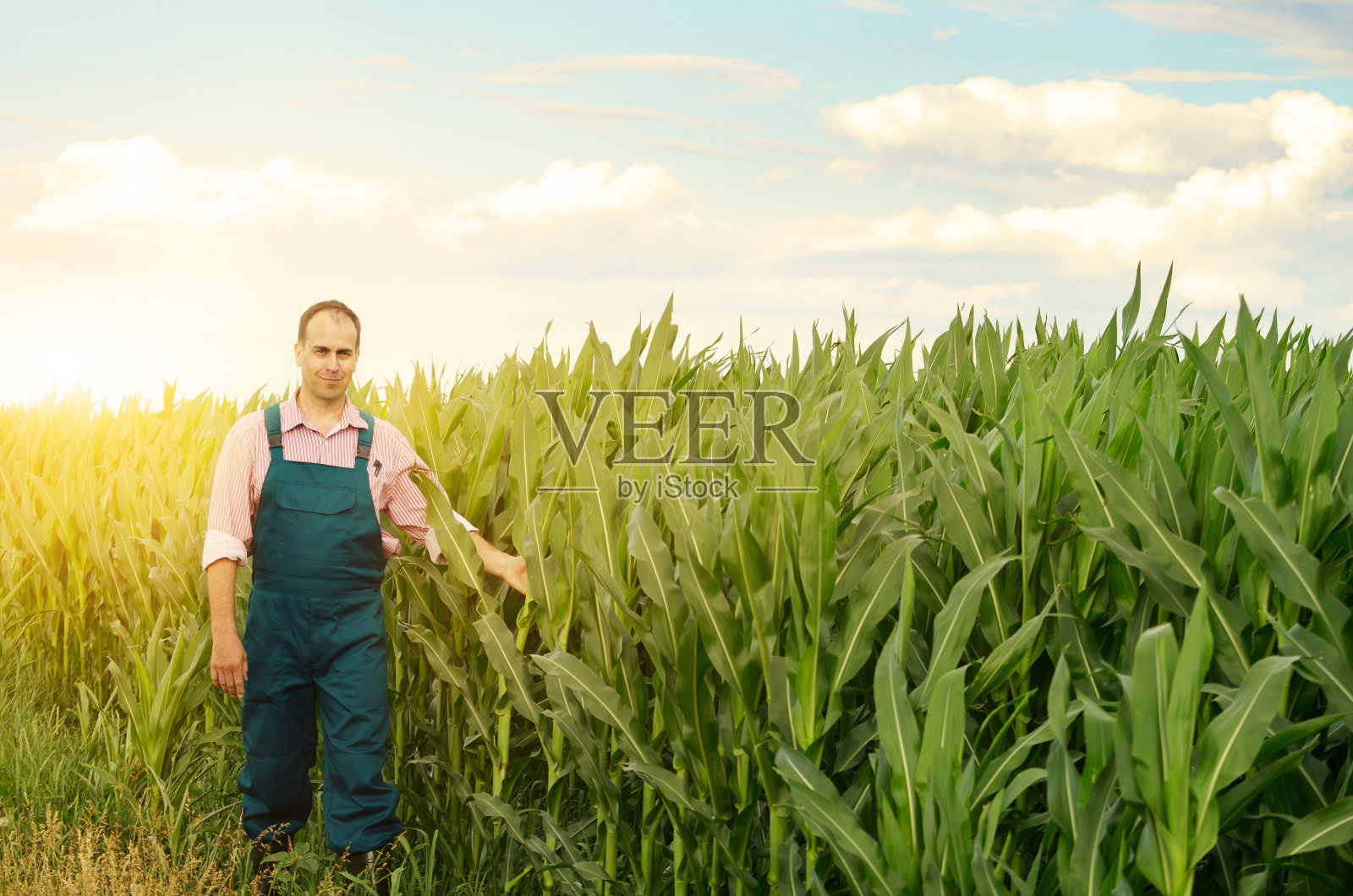 农民视察玉米地照片摄影图片