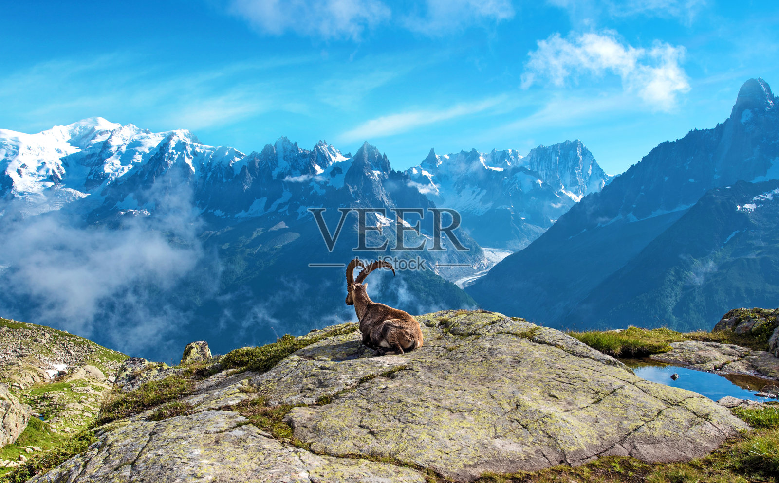 在阿尔卑斯山中部的山羊的神奇风景(减压，休息，度假-概念)照片摄影图片