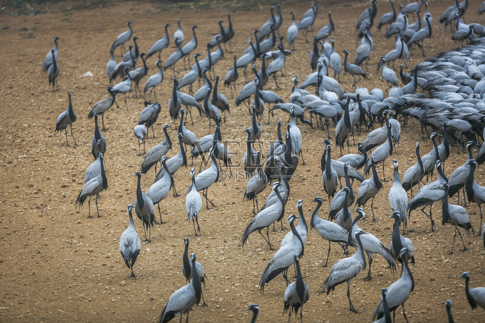 蓑羽鹤群，印度照片摄影图片