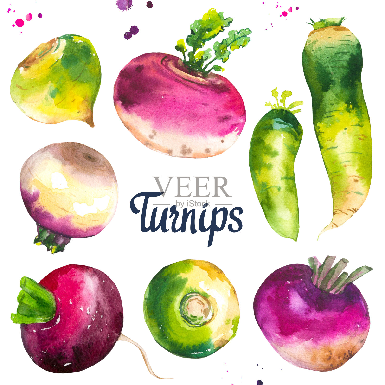 配以不同的紫、绿、萝卜。新鲜的有机食品。水彩插图与绘画蔬菜插画图片素材