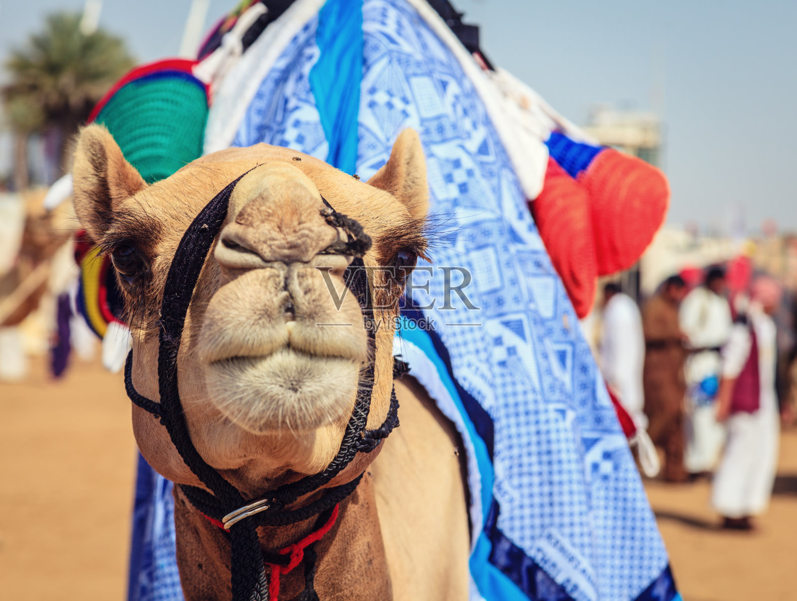 赛骆驼照片摄影图片
