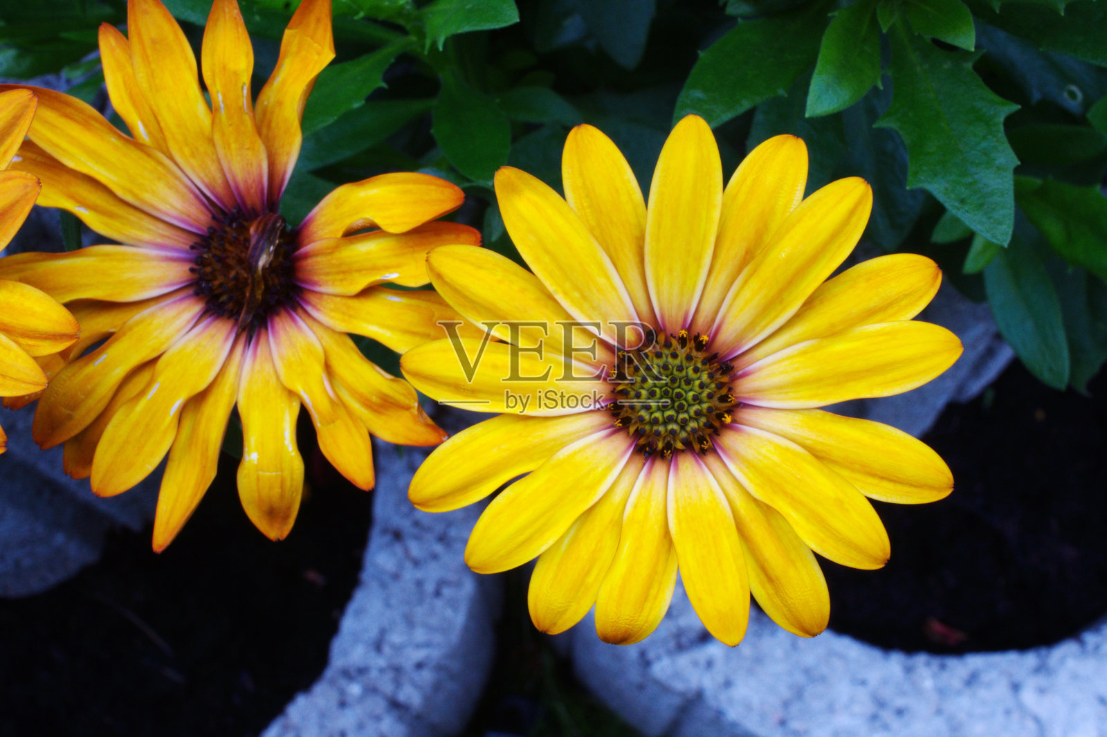 非洲菊黄色的花照片摄影图片