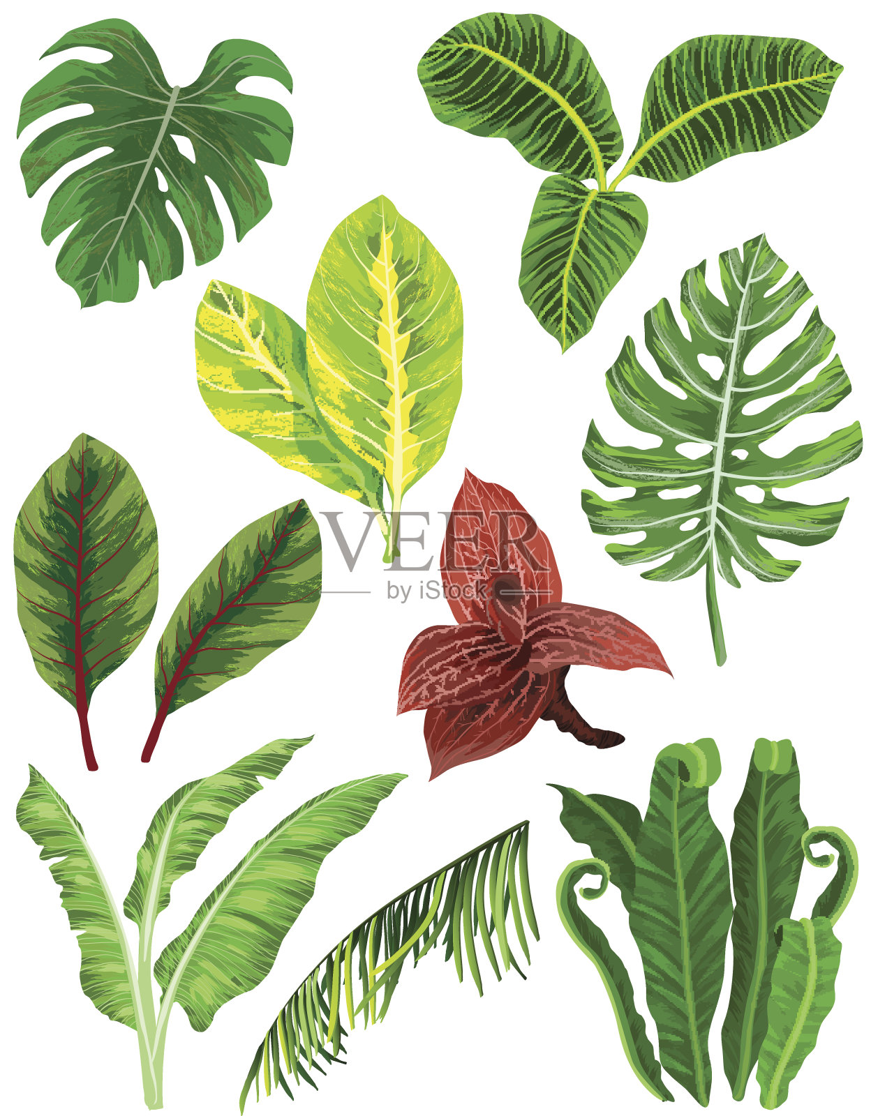 色彩斑斓的热带树叶设计元素图片